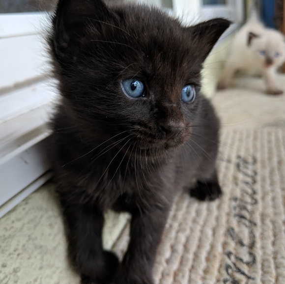 Here for Gaia and Healing! - Picture 1 of 8